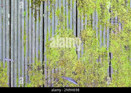 Weathered grey wooden planks overgrown with moss, background texture of a rotten slippery walkway, copy space, high angle view from above Stock Photo