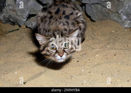 Black footed cat (felis nigripes) looking up towards camera from a crouching position. Stock Photo