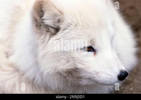 Arctic fox  (Vulpes lagopus) in winter coat on guard outside den. The Arctic fox is also known as white fox, polar fox, or snow fox. Stock Photo