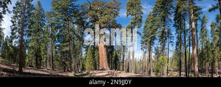 Grizzly Giant in Mariposa Groce, Yosemite National Park, California, USA Stock Photo