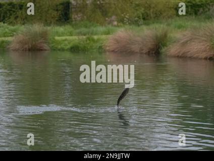 A Trout , caught in action , leaping out of the water in a lake. Rutland , UK Stock Photo