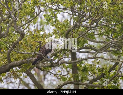 A shot of an Osprey (Pandion haliaetus) waiting and perched in  an oak tree. Ready and focussed on the task ahead of catching a fish . Rutland UK Stock Photo