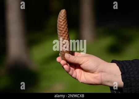 Woman's hand. Woman holding pine cone on blurred nature background Stock Photo