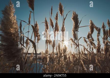 Petals dry reeds against background blue and clear sky with rays sun breaking through them Stock Photo