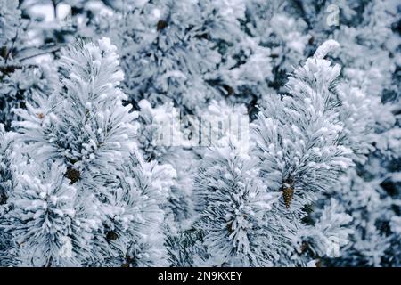 Background, snow covered pine branches Stock Photo