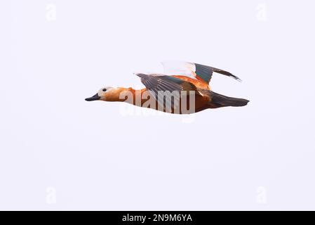 Ruddy shelduck in flight (Tadorna ferruginea). Beautiful bird in flight Stock Photo