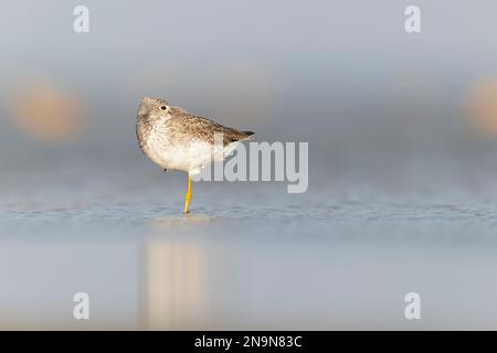 Greater yellowlegs (Tringa melanoleuca) resting and foraging at the mudflats of Texas South Padre Island. Stock Photo