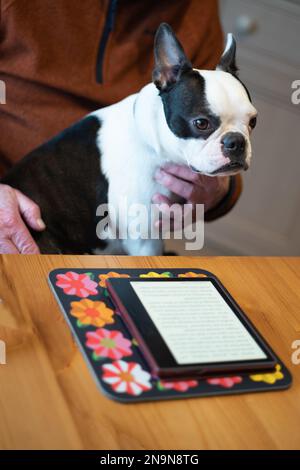Boston Terrier dog being held gently on the the lap of a senior man. They are sitting in front of a wooden table with a table mat and electric book re Stock Photo