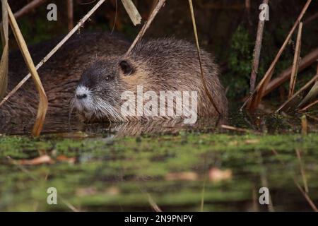 adult nutria in its habitat at the water in nature Stock Photo