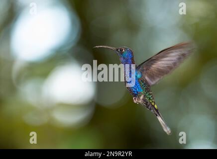 Close-up portrait of a Violet sabrewing hummingbird (Campylopterus hemileucurus) in flight; Monteverde, Costa Rica Stock Photo