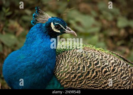 Portrait of a peacock at the Chengdu Research Center; Chengdu, Sichuan Province, China Stock Photo