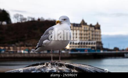 The seafront at Llandudno,North Wales,UK with a seagull in foreground Stock Photo