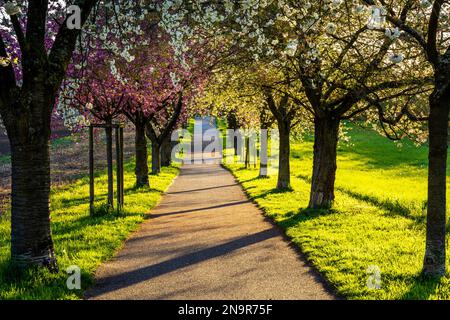 A beautiful alley with blooming pink and white cherry trees in spring, the evening sun shining in from the side, Rhine-Neckar-region, Baden-Württember Stock Photo