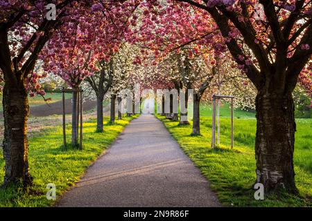 A beautiful alley with blooming pink and white cherry trees in spring, the evening sun shining in from the side, Rhine-Neckar-region, Baden-Württember Stock Photo