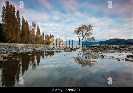 Lone willow tree stands on the bank of Lake Wanaka, New Zealand; Otago Region, South Island, New Zealand Stock Photo