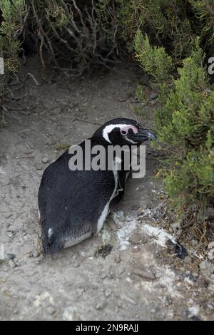Magellanic penguin at the beach of Cabo Virgenes at kilometer 0 of the famous Ruta40 in southern Argentina, Patagonia, South America Stock Photo