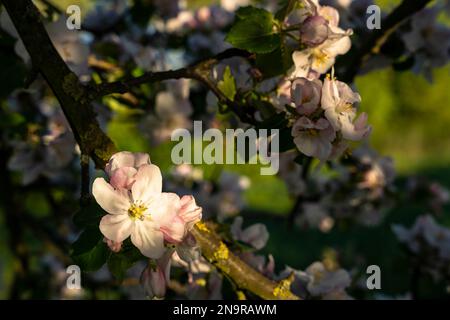 A twig of an apple tree with white and soft pink blossoms in spring, other blossoms in the background, Germany. Stock Photo