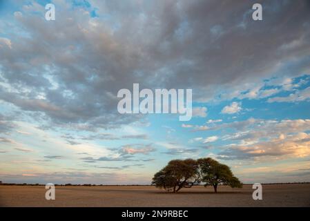 Two trees stand alone in the barren red sand of the Kalahari Desert in Botswana; Kalahari Desert, Botswana Stock Photo