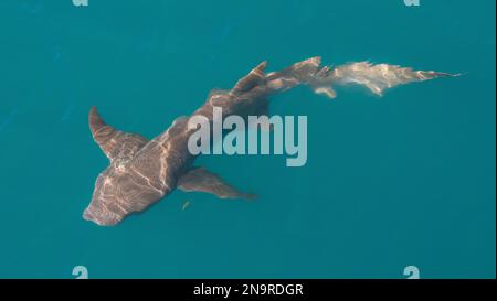 Tawny nurse shark (Nebrius ferrugineus) in clear water from above; Kimberley, Western Australia, Australia Stock Photo