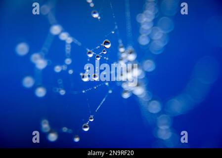 Dew drops on a spider web; Prince Rupert, British Columbia, Canada Stock Photo