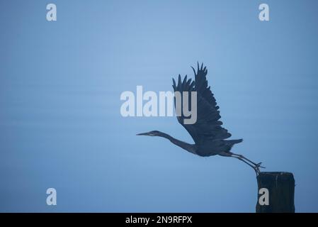 A great blue heron (Ardea herodias) takes off from a wood piling on Alert Bay and Cormorant Island; Vancouver Island, British Columbia, Canada Stock Photo