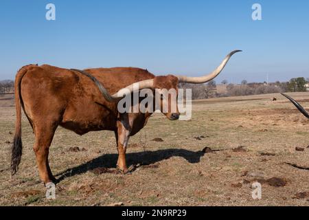 Profile of a large, brown, Longhorn bull with long, curved horns standing in a grassy ranch pasture on a sunny day in Texas. Stock Photo