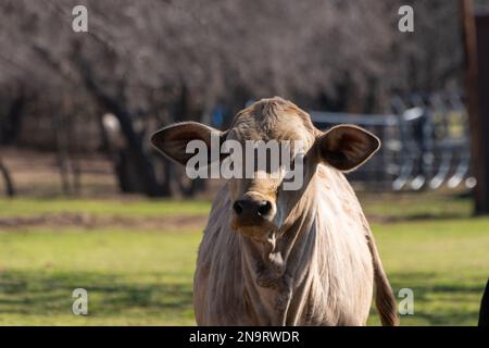 A closeup portrait of a young, cream colored Charolais calf standing in a ranch meadow on sunny day. Stock Photo