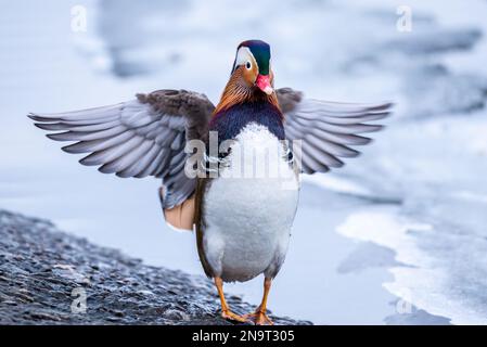 a male mandarin duck stands on the bank of a frozen channel and spreads his wings Stock Photo