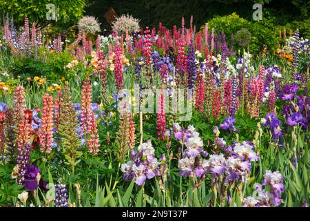 Beautiful blossoming irises and other flowers in a garden at Schreiner's Iris Gardens in the Willamette Valley, Oregon, USA Stock Photo