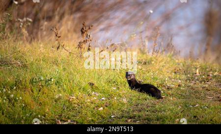 American mink walks among green grass and dry leaves Stock Photo