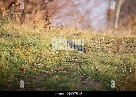 American mink walks among green grass and dry leaves Stock Photo