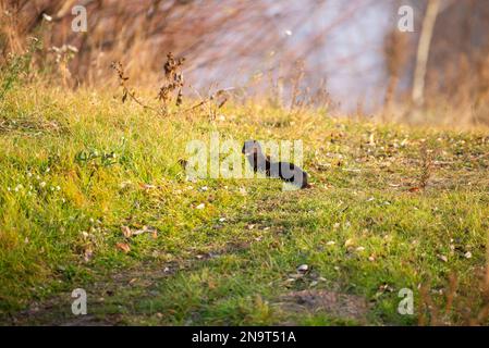 American mink walks among green grass and dry leaves Stock Photo