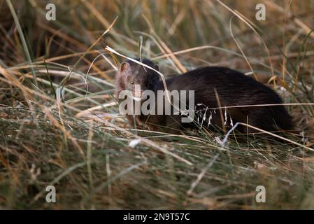 American mink walks among green grass and dry leaves Stock Photo