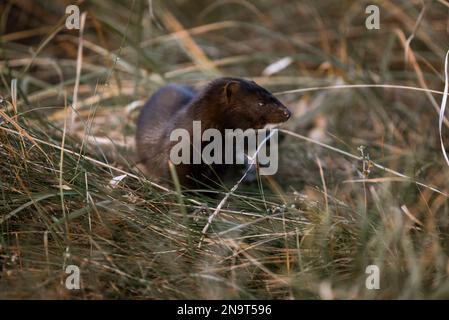 American mink walks among green grass and dry leaves Stock Photo