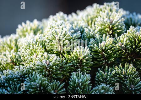 A mesmerizing capture of pine branches adorned with a delicate layer of hoarfrost, showcasing the elegant beauty of winter's touch on nature. Stock Photo