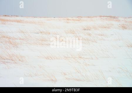 dry grass in the snow, winter Etna National Park, Sicily, Italy Stock Photo