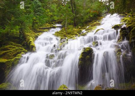 Beautiful cascading Proxy Falls in Willamette National Forest; Oregon, United States of America Stock Photo