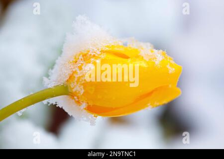 Close-up detail of light snow and ice on a yellow tulip, Willamette Valley; Oregon, United States of America Stock Photo