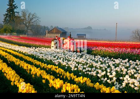 Field of tulips and a tractor at the Wooden Shoe Tulip Farm; Woodburn, Oregon, United States of America Stock Photo