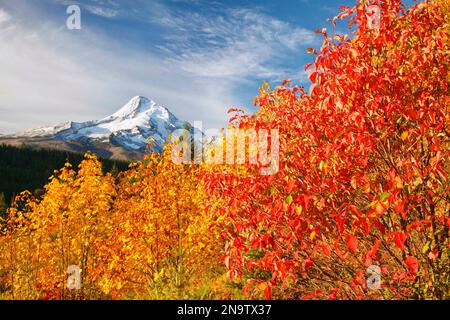 Snow-capped Mount Hood and autumn coloured trees in the foreground in Hood River Valley, Mount Hood National Forest; Oregon, United States of America Stock Photo