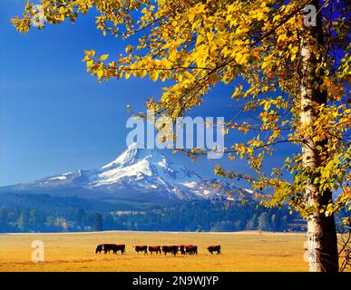 Cows grazing near Mount Hood with autumn coloured foliage in the valley; Oregon, United States of America Stock Photo