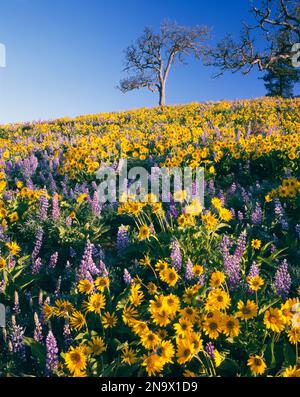 Blossoming wildflowers in purple and yellow, Arrowleaf balsamroot and Lupines, in a meadow in the Columbia River Gorge Stock Photo
