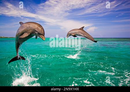Bottlenose dolphins breaching from the Caribbean Sea; Roatan, Honduras Stock Photo