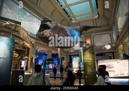 Inside the Smithsonian Museum of Natural History; Washington, District of Columbia, United States of America Stock Photo