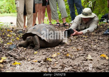 A photographer photographs the rear of a Galapagos tortoise (Chelonoidis nigra) on Urbina Bay, Isabela Island in Galapagos Islands National Park Stock Photo