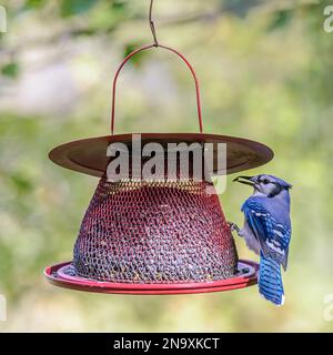 Blue Jay Perched in Red Maple Fall Leaves Stock Photo - Alamy