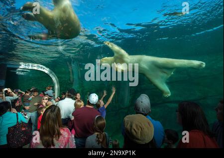 An exhibit at the Zoo and Aquarium in Columbus, Ohio features underwater viewing of polar bears (Ursus maritimus) Stock Photo