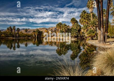 Natural Spring, Agua Caliente Regional Park, Tucson, AZ Stock Photo