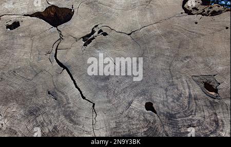 Growth Rings on a Cross Section of a Centuries Old Sequoia Tree Stock Photo