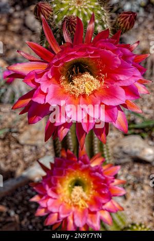 Tricocereus Hybrid - Torch Cactus 'Flying Saucer' Stock Photo